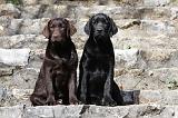 LABRADOR 827